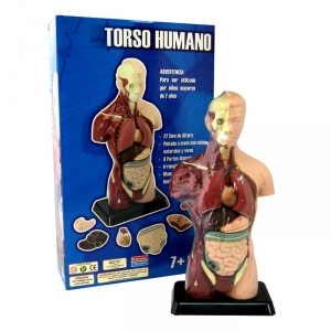 Torso Humano